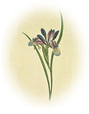 antique iris illustration