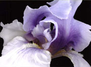 photo of iris